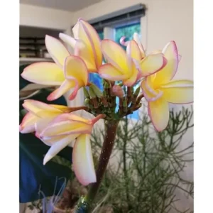 Live Rainbow Plumeria Plant - 2.5 Inch Pot - Fragrant & Colorful Blooms