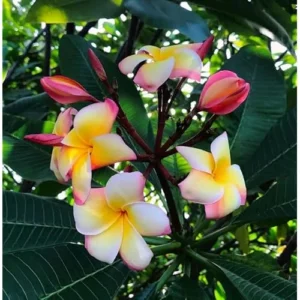 Live Rainbow Plumeria Plant - 2.5 Inch Pot - Fragrant & Colorful Blooms
