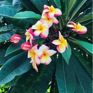 Live Rainbow Plumeria Plant - 2.5 Inch Pot - Fragrant & Colorful Blooms