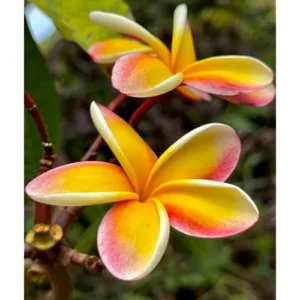 Live Rainbow Plumeria Plant - 2.5 Inch Pot - Fragrant & Colorful Blooms