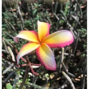 Live Rainbow Plumeria Plant - 2.5 Inch Pot - Fragrant & Colorful Blooms