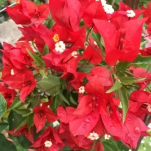 Live Red Bougainvillea Plant Paperflower Plant Bougainvillea Flowers Plant Bougainvillea Vine Plant 5 to 8 Inch Tall Size 4 Inch Pot