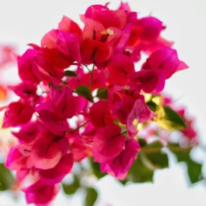 Live Red Bougainvillea Plant Paperflower Plant Bougainvillea Flowers Plant Bougainvillea Vine Plant 5 to 8 Inch Tall Size 4 Inch Pot
