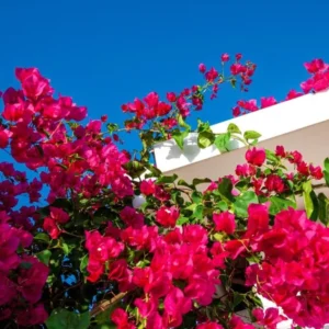 Live Red Bougainvillea Plant Paperflower Plant Bougainvillea Flowers Plant Bougainvillea Vine Plant 5 to 8 Inch Tall Size 4 Inch Pot