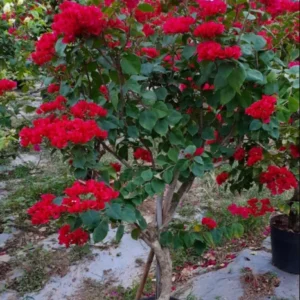 Live Red Bougainvillea Plant Paperflower Plant Bougainvillea Flowers Plant Bougainvillea Vine Plant 5 to 8 Inch Tall Size 4 Inch Pot