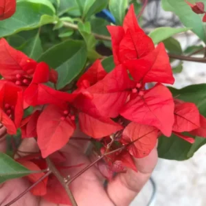 Live Red Bougainvillea Plant Paperflower Plant Bougainvillea Flowers Plant Bougainvillea Vine Plant 5 to 8 Inch Tall Size 4 Inch Pot