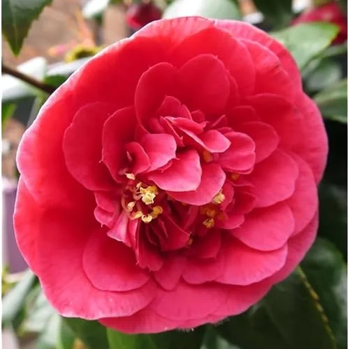 Live Red Camellia Plant - Camellia Japonica - 8-14 Inch - Flowering Shrub