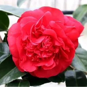 Live Red Camellia Plant - Camellia Japonica - 8-14 Inch - Flowering Shrub