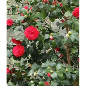 Live Red Camellia Plant - Camellia Japonica - 8-14 Inch - Flowering Shrub