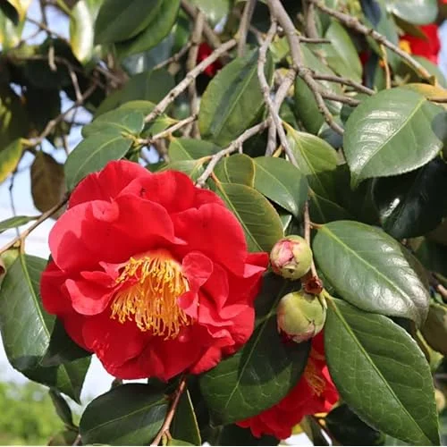 Live Red Camellia Plant - Camellia Japonica - 8-14 Inch - Flowering Shrub