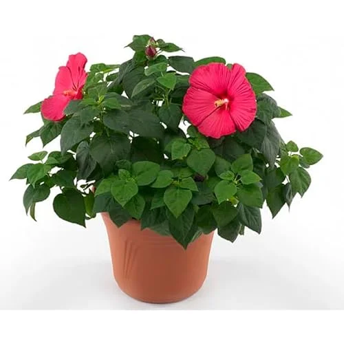 Live Red Hibiscus Moscheutos - Hibiscus Luna Red Plant - Hardy Hibiscus - 5 to 9 Inch - Huge Blooms