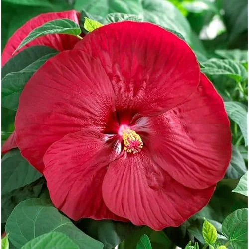 Live Red Hibiscus Moscheutos - Hibiscus Luna Red Plant - Hardy Hibiscus - 5 to 9 Inch - Huge Blooms
