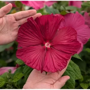 Live Red Hibiscus Moscheutos - Hibiscus Luna Red Plant - Hardy Hibiscus - 5 to 9 Inch - Huge Blooms