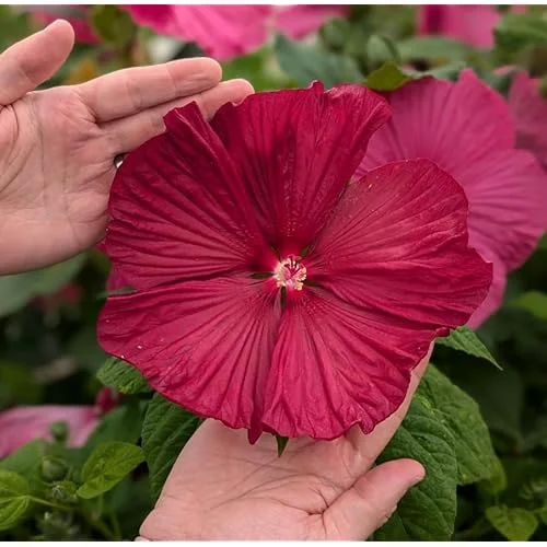Live Red Hibiscus Moscheutos - Hibiscus Luna Red Plant - Hardy Hibiscus - 5 to 9 Inch - Huge Blooms
