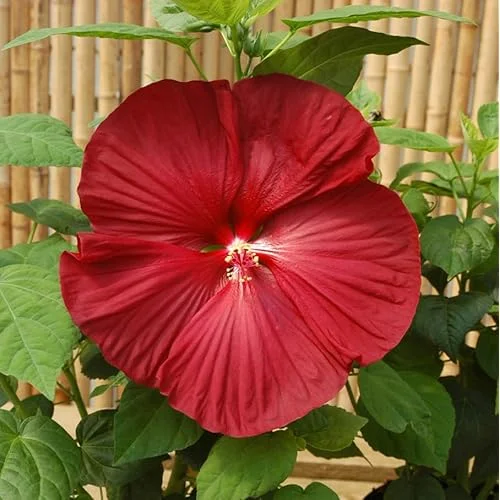 Live Red Hibiscus Moscheutos - Hibiscus Luna Red Plant - Hardy Hibiscus - 5 to 9 Inch - Huge Blooms