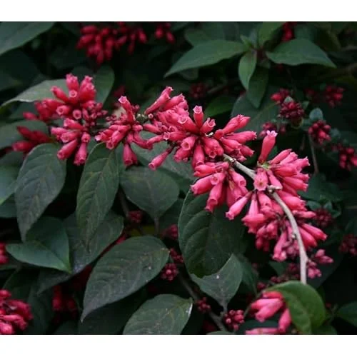 Live Red Jasmine Plant, Fragrant Red Flowering Jasmine, Ready to Grow