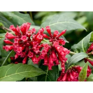 Live Red Jasmine Plant, Fragrant Red Flowering Jasmine, Ready to Grow