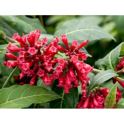 Live Red Jasmine Plant, Fragrant Red Flowering Jasmine, Ready to Grow