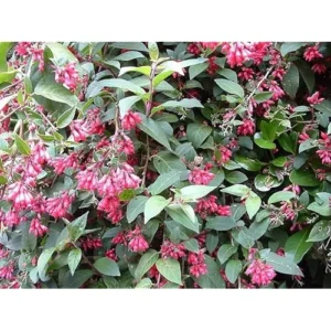 Live Red Jasmine Plant, Fragrant Red Flowering Jasmine, Ready to Grow