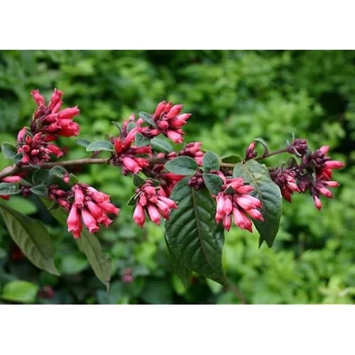 Live Red Jasmine Plant, Fragrant Red Flowering Jasmine, Ready to Grow