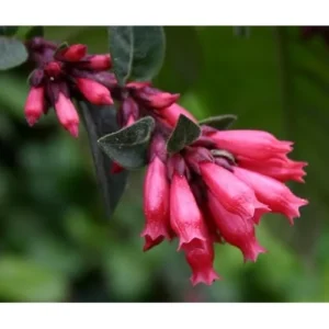 Live Red Jasmine Plant, Fragrant Red Flowering Jasmine, Ready to Grow