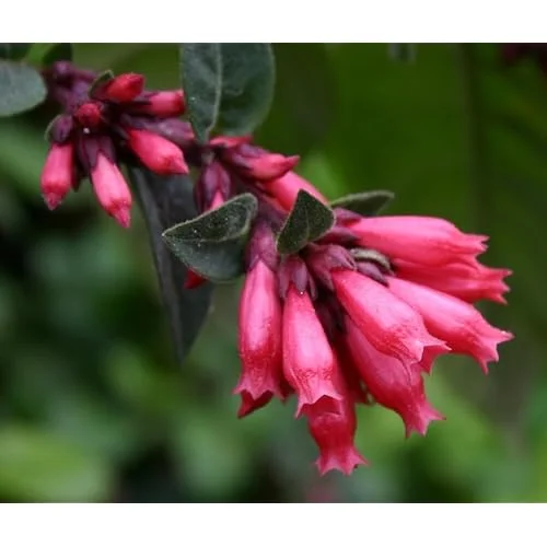 Live Red Jasmine Plant, Fragrant Red Flowering Jasmine, Ready to Grow