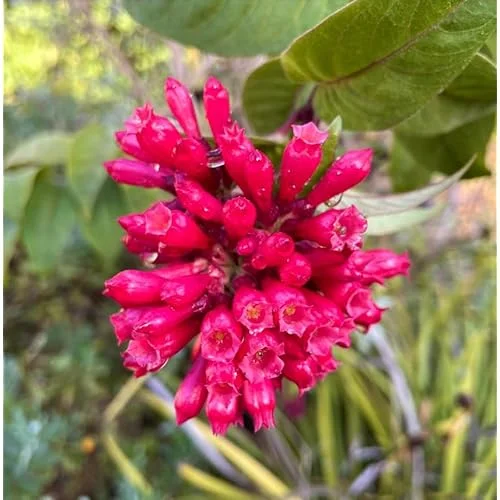 Live Red Jasmine Plant, Fragrant Red Flowering Jasmine, Ready to Grow