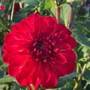 Live Red Velvet Dahlia Plant Dahlia Flowers Plant Dahlias Flower Plant Bicolor Dahlia Plant for Dahlia Bulbs, Dahlia Tubers, 4 to 6 Inch Tall Size 4 Inch Pot