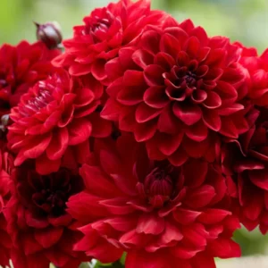 Live Red Velvet Dahlia Plant Dahlia Flowers Plant Dahlias Flower Plant Bicolor Dahlia Plant for Dahlia Bulbs, Dahlia Tubers, 4 to 6 Inch Tall Size 4 Inch Pot