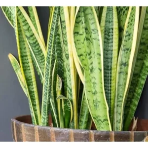 Live Sansevieria Yellow Plant - Mother in Law’s Plant - Variegated Potted Indoor Plant - 10-12 Inch Tall
