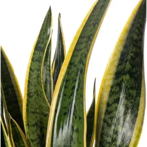 Live Sansevieria Yellow Plant - Mother in Law’s Plant - Variegated Potted Indoor Plant - 10-12 Inch Tall