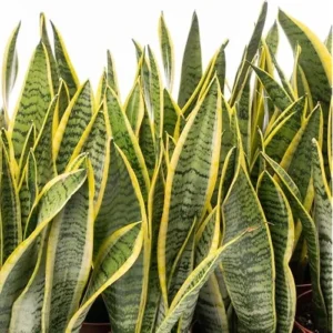 Live Sansevieria Yellow Plant - Mother in Law’s Plant - Variegated Potted Indoor Plant - 10-12 Inch Tall