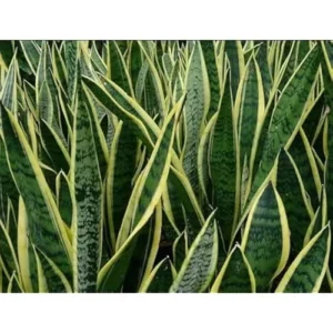 Live Sansevieria Yellow Plant - Mother in Law’s Plant - Variegated Potted Indoor Plant - 10-12 Inch Tall