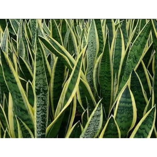 Live Sansevieria Yellow Plant - Mother in Law’s Plant - Variegated Potted Indoor Plant - 10-12 Inch Tall