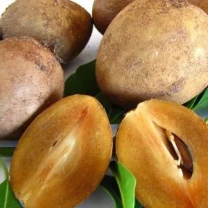 Live Sapote Tree Plant - Sapodilla Manilkara Zapota - 8-10 Inch - Half Gallon Pot - Fruit Tree