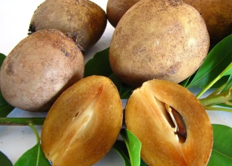 Live Sapote Tree Plant - Sapodilla Manilkara Zapota - 8-10 Inch - Half Gallon Pot - Fruit Tree