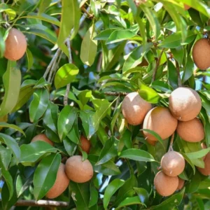 Live Sapote Tree Plant - Sapodilla Manilkara Zapota - 8-10 Inch - Half Gallon Pot - Fruit Tree