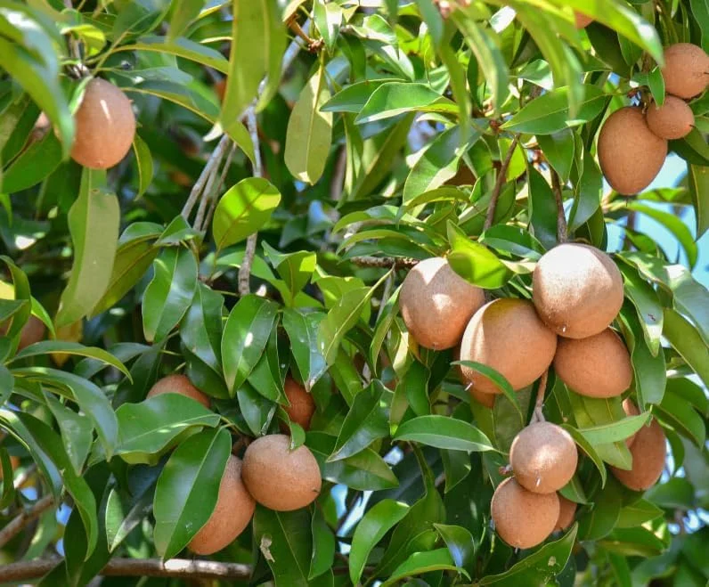 Live Sapote Tree Plant - Sapodilla Manilkara Zapota - 8-10 Inch - Half Gallon Pot - Fruit Tree