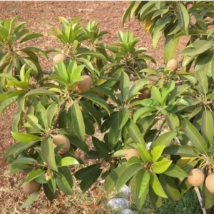 Live Sapote Tree Plant - Sapodilla Manilkara Zapota - 8-10 Inch - Half Gallon Pot - Fruit Tree