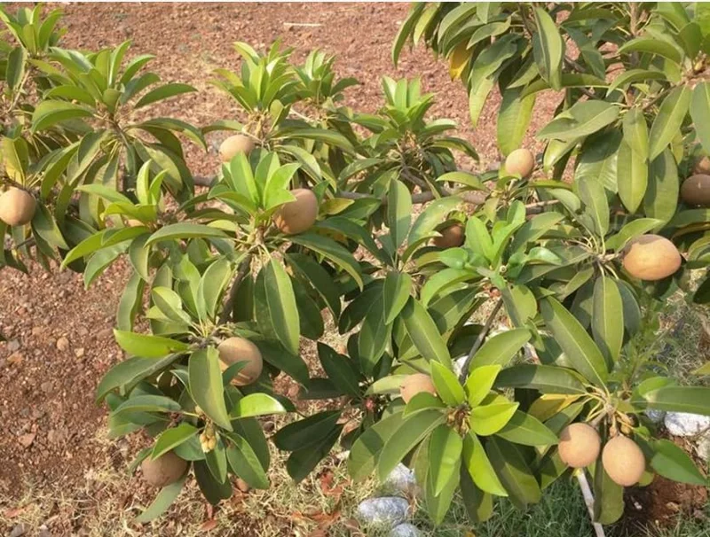 Live Sapote Tree Plant - Sapodilla Manilkara Zapota - 8-10 Inch - Half Gallon Pot - Fruit Tree