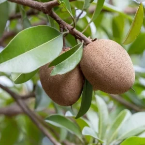 Live Sapote Tree Plant - Sapodilla Manilkara Zapota - 8-10 Inch - Half Gallon Pot - Fruit Tree