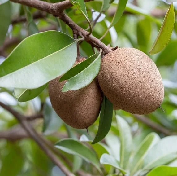 Live Sapote Tree Plant - Sapodilla Manilkara Zapota - 8-10 Inch - Half Gallon Pot - Fruit Tree