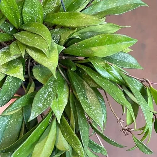 Live Silver Splash Hoya Plant | Hoya Pubicalyx Splash | 4-6 Inches Tall | Rare Wax Flowers