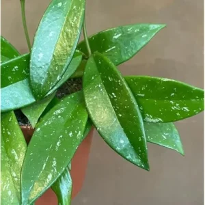 Live Silver Splash Hoya Plant | Hoya Pubicalyx Splash | 4-6 Inches Tall | Rare Wax Flowers