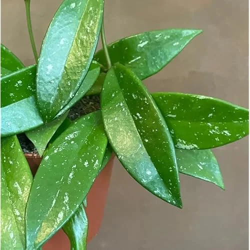 Live Silver Splash Hoya Plant | Hoya Pubicalyx Splash | 4-6 Inches Tall | Rare Wax Flowers