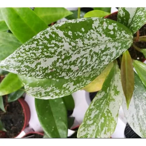 Live Silver Splash Hoya Plant | Hoya Pubicalyx Splash | 4-6 Inches Tall | Rare Wax Flowers
