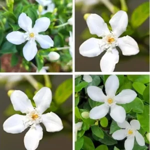 Live Snow Jasmine Plant - 2 to 5 Inches - White Blooming Jasmine