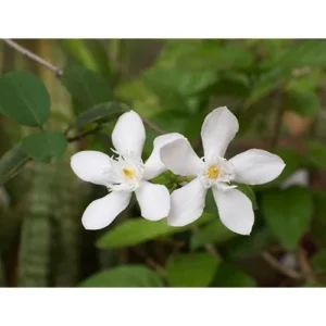 Live Snow Jasmine Plant - 2 to 5 Inches - White Blooming Jasmine