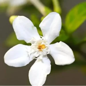Live Snow Jasmine Plant - 2 to 5 Inches - White Blooming Jasmine