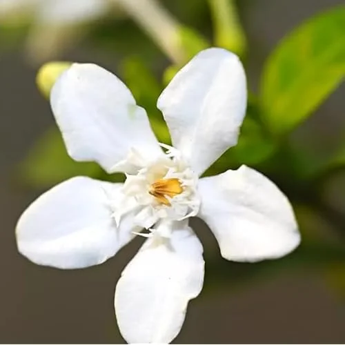 Live Snow Jasmine Plant - 2 to 5 Inches - White Blooming Jasmine